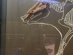 -北京周口店北京人遗址博物馆