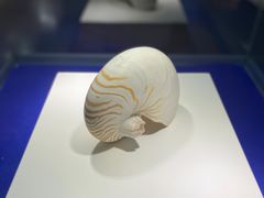 -贝壳王国博物馆