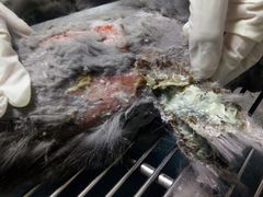 -瑞派宠物医院·24h·骨外科·皮肤科·全科宠物医疗转诊中心(沈阳浑南院)