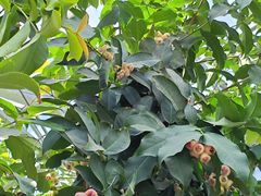 -国家植物园南园