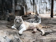 -灵玲国际马戏城