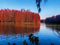 -上海海湾国家森林公园