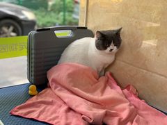 -瑞鹏宠物医院·夜间急症·心超·猫科(祖庙分店)