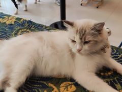 -平行世界·猫咖(首经贸店)