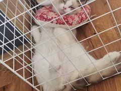 -伟伟宠物医院·瑞派猫友好医院·猫科(光谷店)