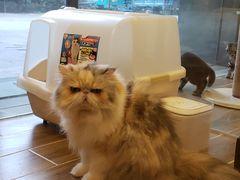 -猫大福·Fortune Cat猫舍(百子湾店)