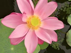 -上海市保健医疗中心