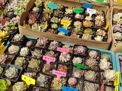 -金三角花鸟鱼综合市场-地面停车场