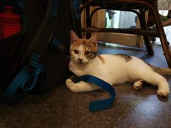 -猫色咖啡·猫咖