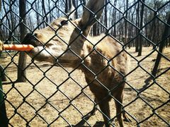 -大连铭湖国际观光牧场