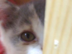 -集宠猫柠宠物生活馆