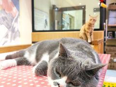 -滚猫咖啡·猫咖·猫友好撸猫(未来城店)