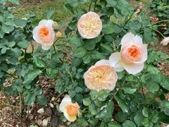 -人民公园(罗湖区)