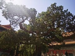 -北京国子监胡同