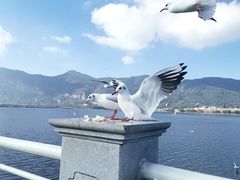 -海埂大坝