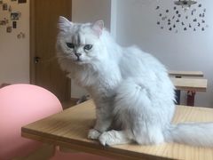 -猫腻·猫咖·撸猫馆(星光大道店)