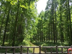 -黄海国家森林公园