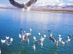 -青海湖国家重点风景名胜区