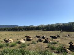 -新疆那拉提国家旅游度假区