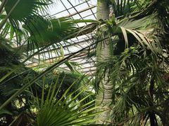 -呀路古热带植物园