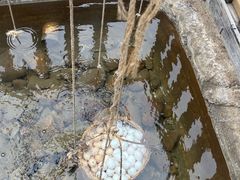 -天芳悦潭度假村温泉