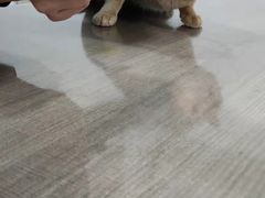 -荔康动物医院(康王北路店)