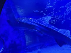 -烟台海昌鲸鲨海洋公园