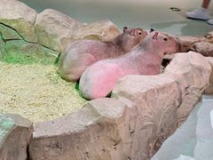 -萌宠奇缘