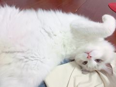 -Bastet sally猫舍购宠(静安店)