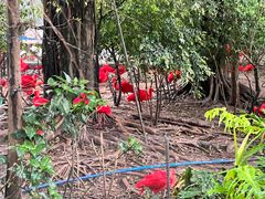 -广州长隆飞鸟乐园
