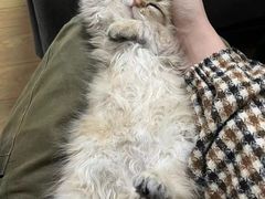 -中农国际动物医院24小时·猫科·骨科·急重症中心