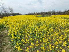 -两河城市森林公园