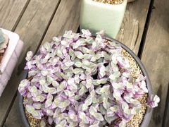 -三圣花乡旅游区