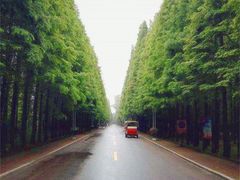 -渡海小渔村.老辈日照菜