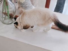 -共舞时光猫咖·狗咖(新街口店)