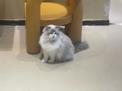 -藏猫猫咖啡主题馆(中央大道店)