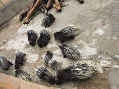 -昆明动物园