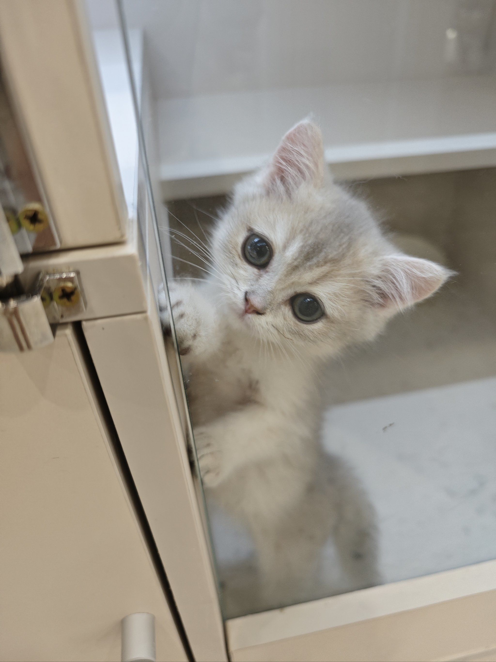 宠物猫的萌翻天