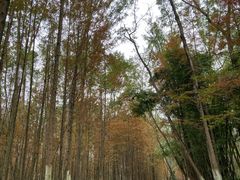 -桤木河湿地公园