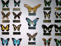 -上海昆虫博物馆