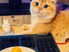 -欣宠猫屋·矮脚拿破仑·蓝金金渐层