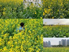 -光明小镇欢乐田园