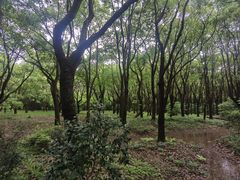 -上海滨江森林公园