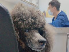 -天使宠物医院·犬猫分诊(彩虹店)