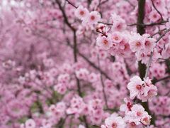 -花开海上生态园