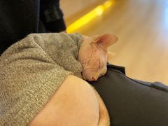 -猫腻·猫咖·撸猫馆(星光大道店)
