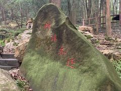 -铁山坪森林公园