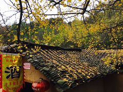-千年银杏谷文化旅游区