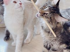 -十年猫舍·猫咪专门店(普陀店)