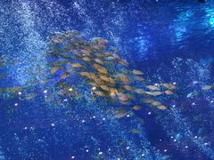 -成都浩海立方海洋公园